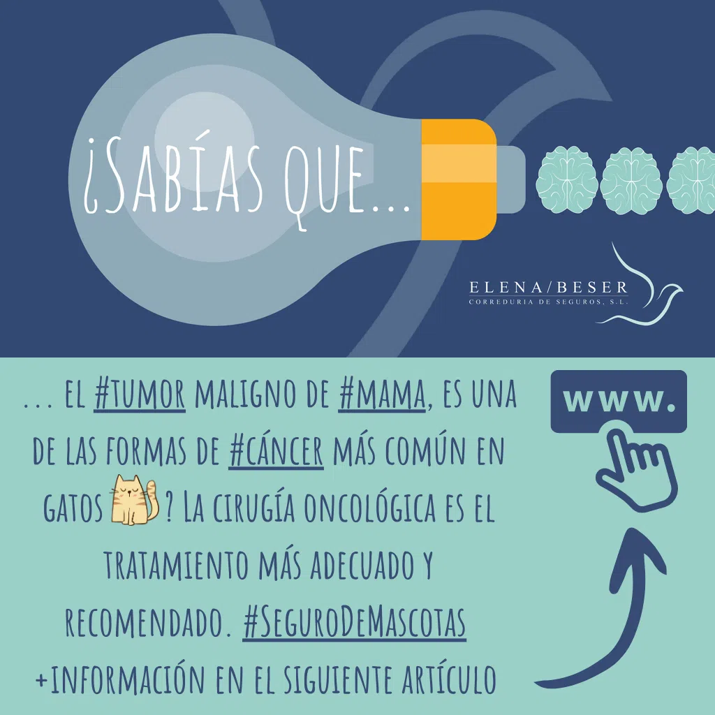 CTA TUMOR MAMA GATOS