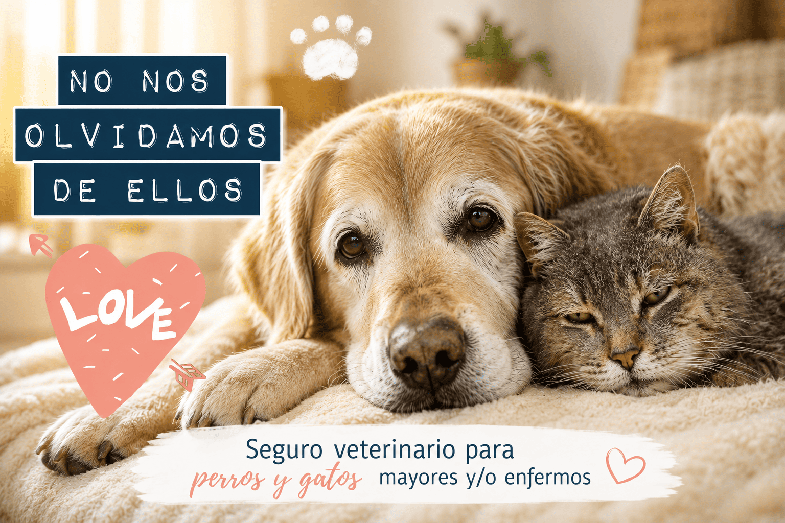 seguro veterinario para perros y gatos mayores y/o enfermos
