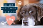 seguro veterinario para perros y gatos mayores y/o enfermos