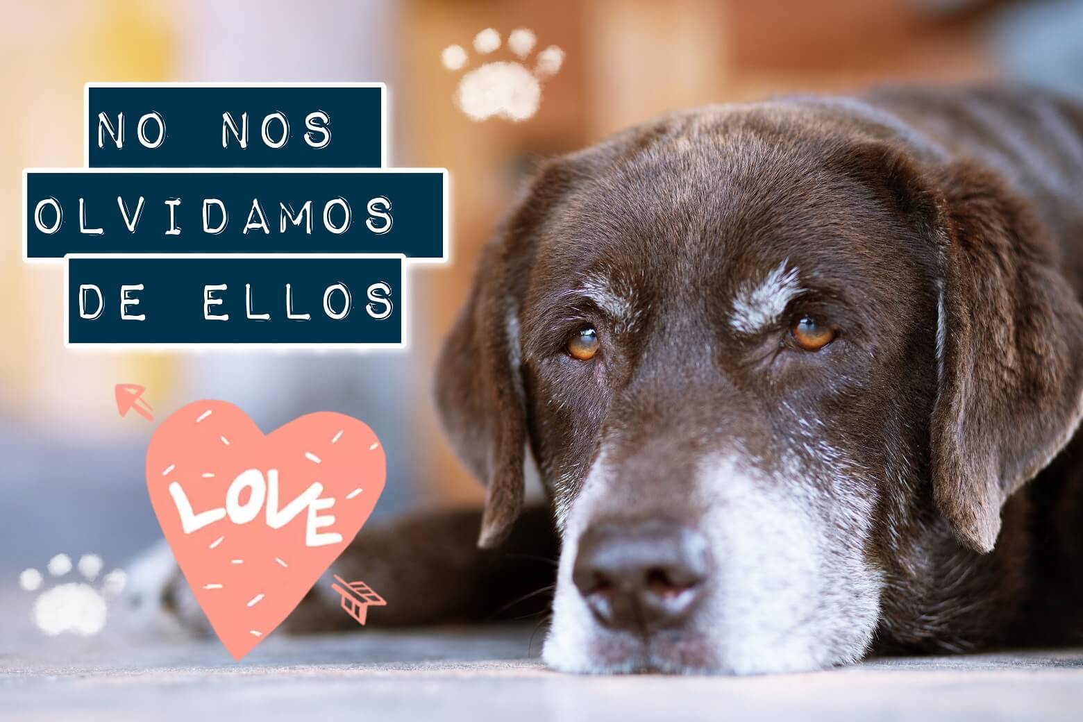 Seguro veterinario para perros y gatos mayores y/o enfermos